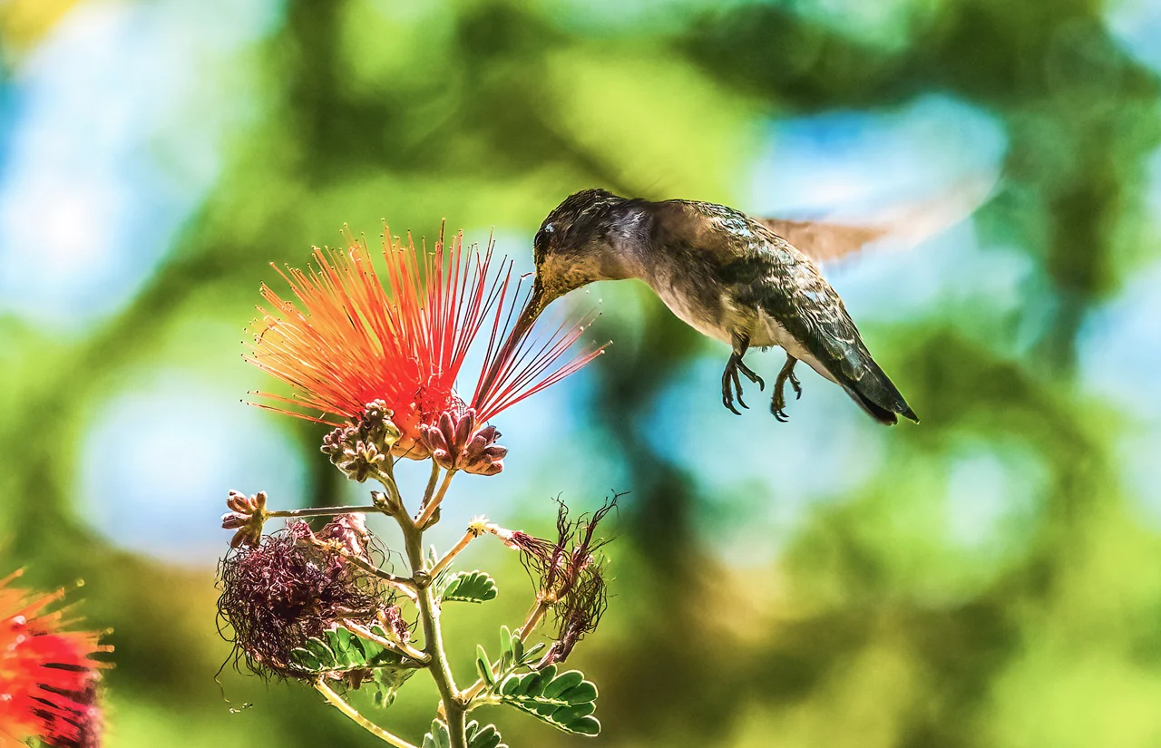Hummingbird in Tucson